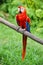 Parrot: scarlet macaw