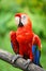 Parrot: scarlet macaw