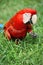 Parrot: scarlet macaw