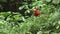 Parrot Scarlet Macaw sitting in a tree and flying out at Yasuni National Park.