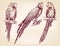 Parrot set isolated hand drawn vector llustration