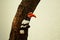 Parrot Shell Bird Woodpecker vintage blackground