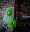 Parrot showing of his beautiful voice