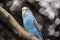 A parrot sits on a branch. Blue parakeet. The Australian budgerigar