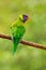 Parrot sitting on the branch. Rainbow Lorikeets Trichoglossus haematodus, colourful parrot sitting on the branch, animal in the na