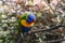 Parrot sitting on the branch Tenerife Summer Exotic Colourful