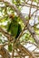Parrot sitting on a limb