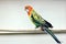 Parrot sitting on a perch. Close-up.