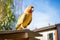 parrot sitting on a sturdy bird perch