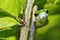 Parrot snake, Corcovado National Park, Costa Rica