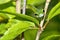 Parrot snake, Corcovado National Park, Costa Rica