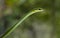 A parrot snake photographed in Costa Rica