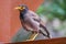 Parrot stands to relax happily on the balcony of the house.