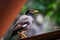 Parrot stands to relax happily on the balcony of the house.