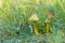 Parrot toadstool, Gliophorus psittacinus growing among grass