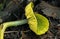 Parrot Toadstool or Parrot Waxcap Hygrocybe psittacina