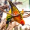 Parrot on a Tree Branch