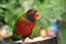 parrot (Trichoglossus haematodus, lorius chlorocercus)