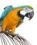 parrot tropical