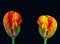 Parrot tulip pair surrealistic fantasy colorful macro,black background, fine art still life vintage painting style