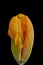 Parrot tulip surrealistic fantasy colorful macro