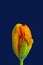 Parrot tulip surrealistic fantasy colorful macro, bold blue background, fine art still life vintage painting style