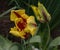 Parrot Tulips Blooming in a Small Garden