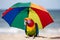 Parrot under an umbrella on the beach in sunny weather is resting