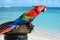 parrot with vibrant tail on a pirate hat by oceans edge