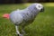 Parrot walking around on grass