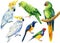 Parrot, watercolor tropical birds, macaw, cockatoo, white isolated background, hand drawing