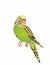 Parrot wavy name Kesha â„– 2