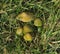 Parrot Waxcap fungi