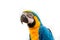 Parrot on white background