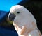 Parrot With White Plumage