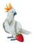 Parrot wild cockatoo icon cartoon