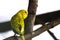 Parrot Yellow