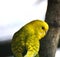 Parrot Yellow