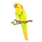 Parrot in Yellow bird Indian Ringneck alexander polygons on branch  on a white background vintage vector illustration