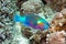 Parrotfish