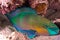 Parrotfish