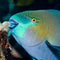 Parrotfish