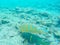 Parrotfish and hogfish swimming together at devil`s crown in the galapagos