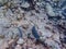 Parrotfish swimming around the rock and coral reefs in the ocean