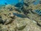 Parrotfish swimming in the ocean