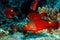 Parrotfishes