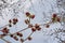 Parrotia persica blossom