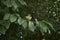 Parrotia persica close up