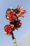 Parrotia persica red flowers