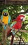 Parrots